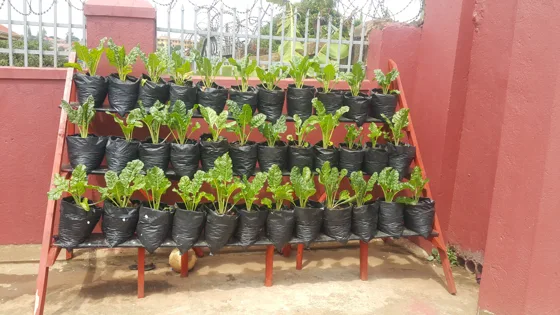 Tiered vegetable seedling display