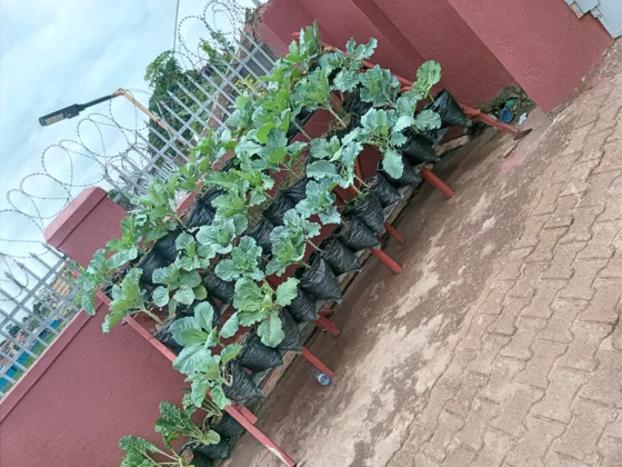Vertical vegetable garden