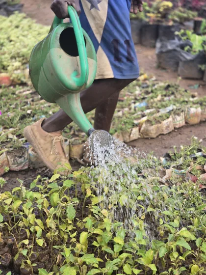 Garden & Compound Maintenance