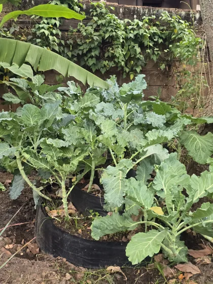 Garden Setups