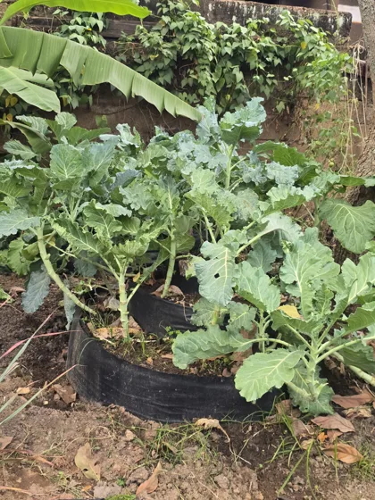Leafy vegetables in grow bags