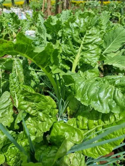 Leafy green vegetable garden