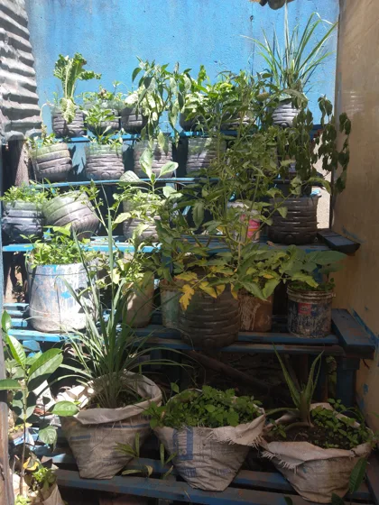 Potted plant display stand