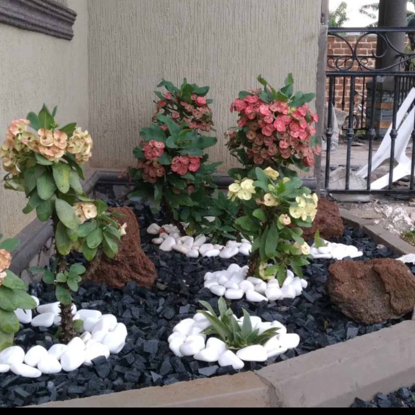 Flowering kalanchoe landscape bed
