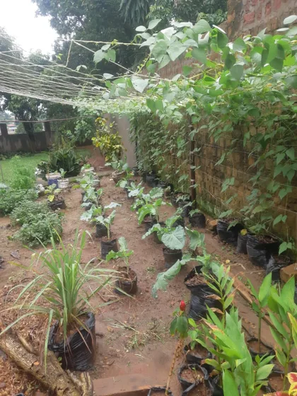 Shaded plant nursery