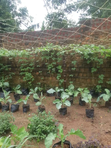 Plant nursery under wooden trellis