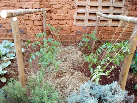 Raised herb and vegetable garden