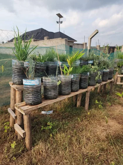 Healthy plants growing in reused plastic bottles