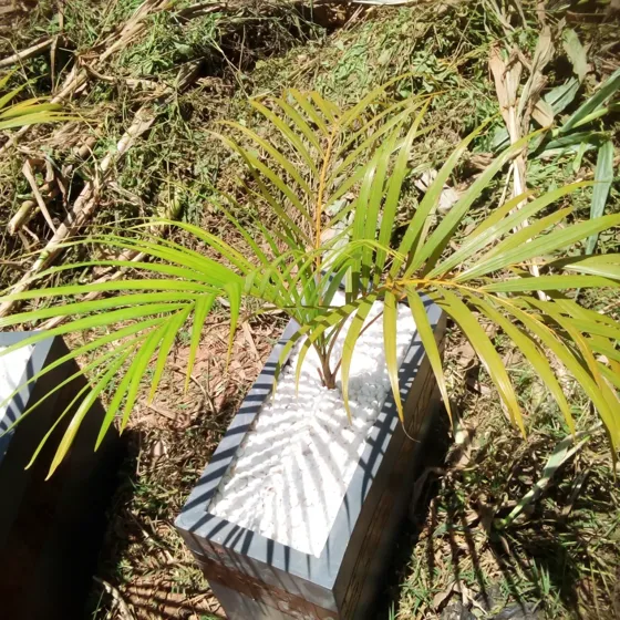 Palm in square planter