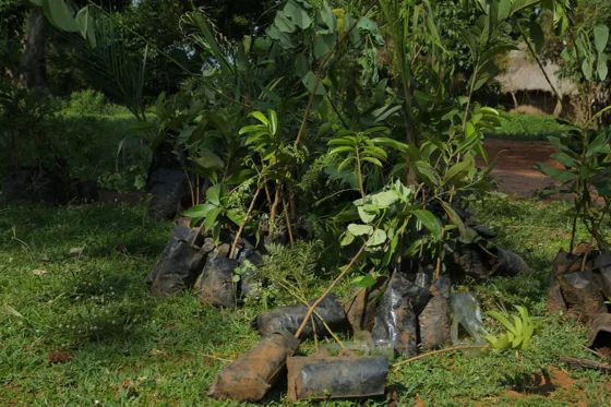 Tree seedlings for planting