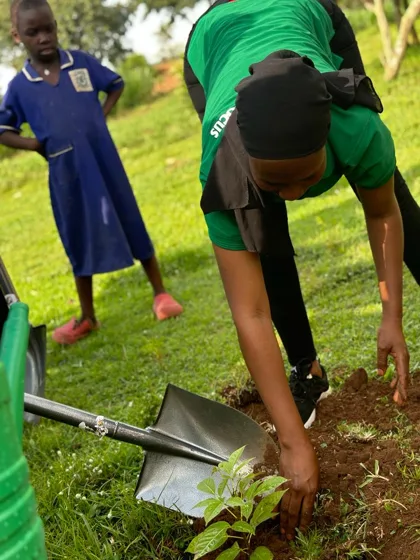 Planting a tree seedling