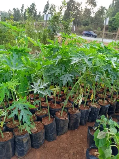Papaya seedlings in nursery