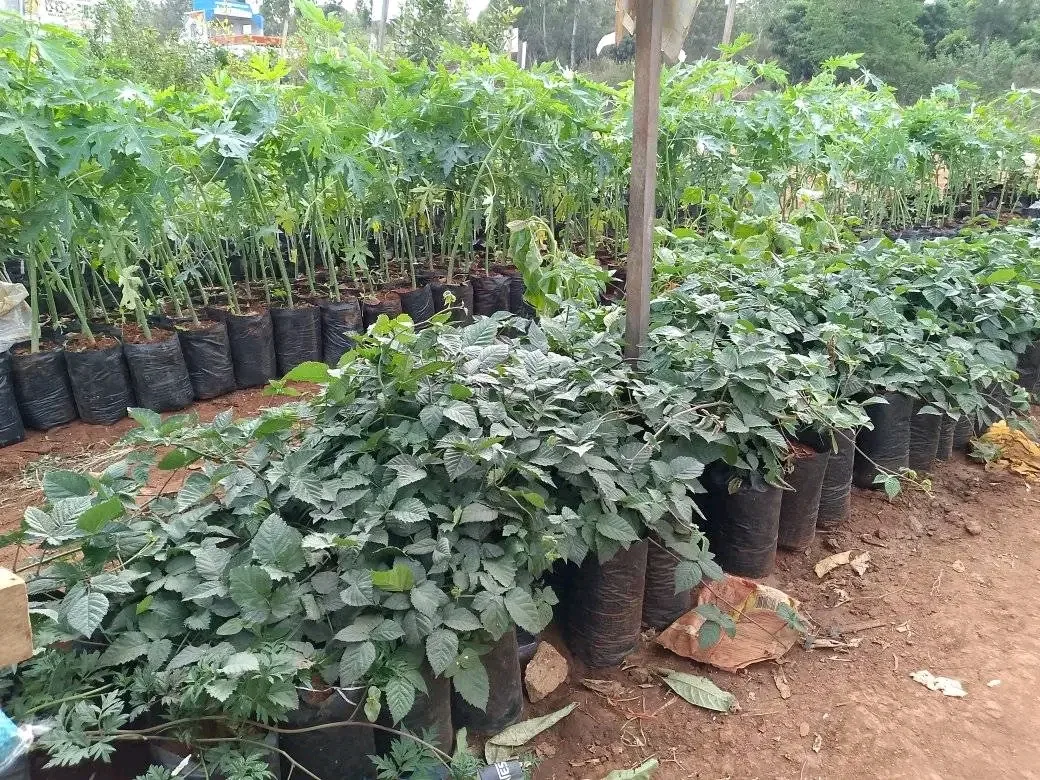 Seedlings growing in Almah’s Kasangati nursery