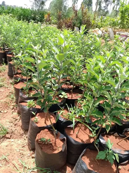 Seedlings growing in reused kaveera bags