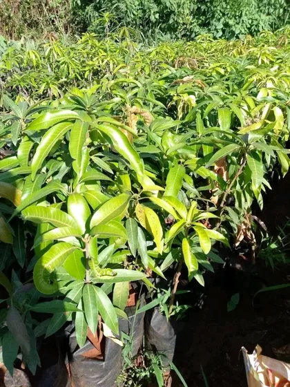 Grafted mango