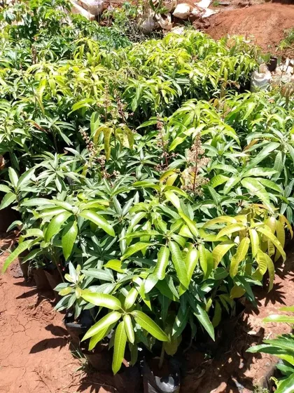 Mango seedlings in nursery