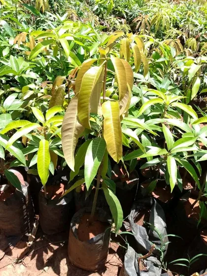 Mango seedlings with new growth