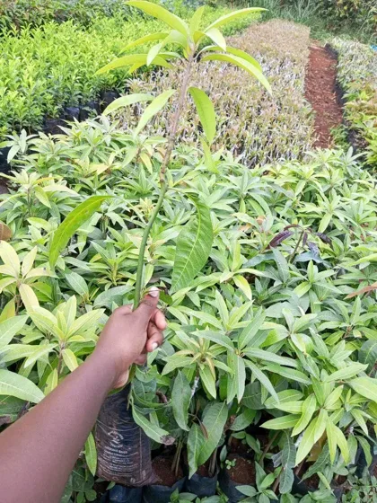 Holding mango seedling