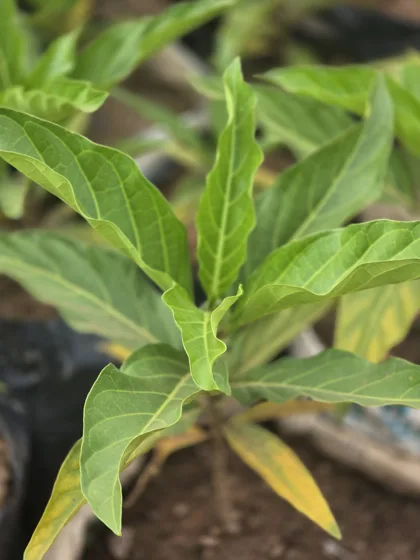 Narrow leaf tree seedling in grow bag