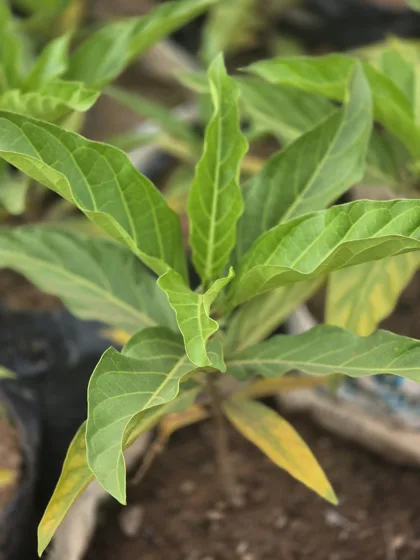 Narrow leaf tree seedling in grow bag
