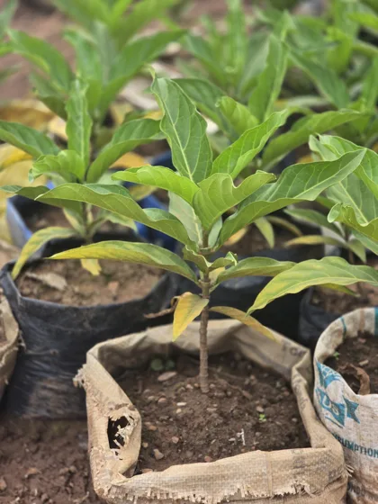 Narrow leaf tree seedling in grow bag