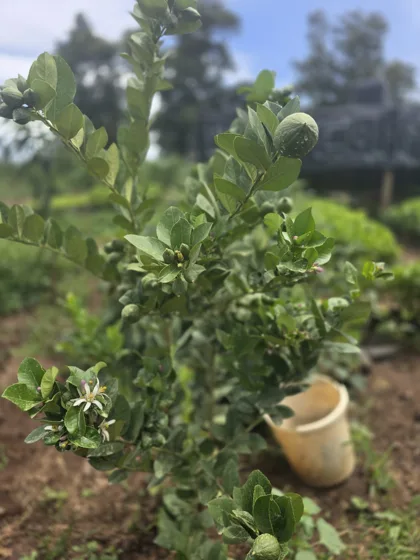 Fruiting citrus tree