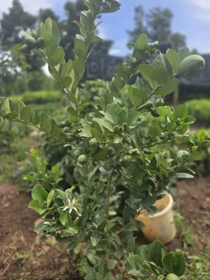 Fruiting citrus tree