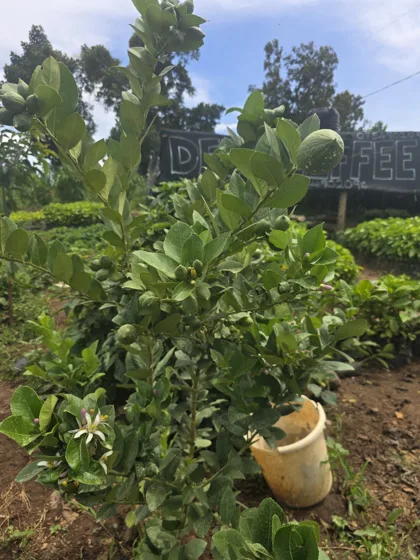 Fruiting citrus tree