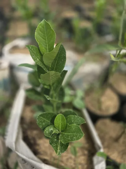 Citrus seedling in grow bag