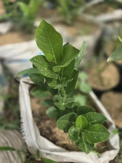 Citrus seedling in grow bag