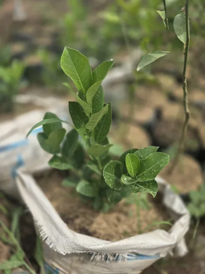 Citrus seedling in grow bag