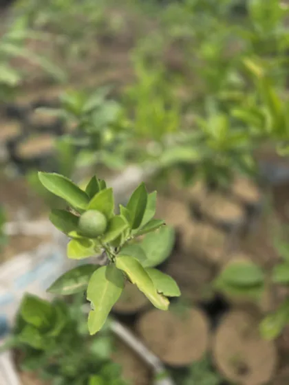 Citrus branch with young fruit