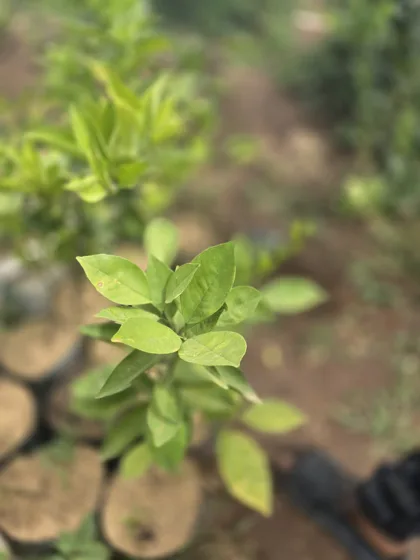 Citrus seedling with new growth