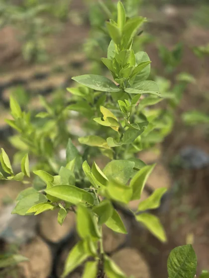 Citrus seedling with new growth