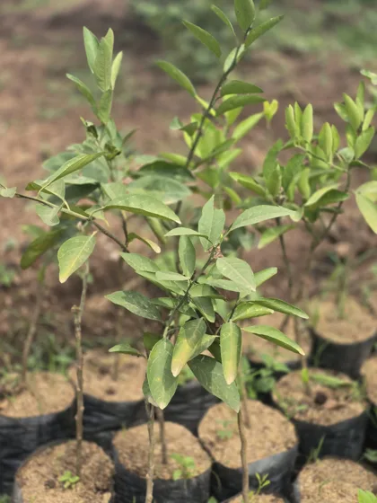 Citrus seedlings in nursery