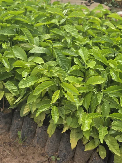 Broad leaf fruit tree seedlings