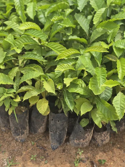 Broad leaf fruit tree seedlings