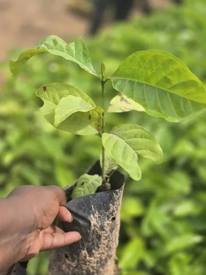 Holding broad leaf fruit tree seedling