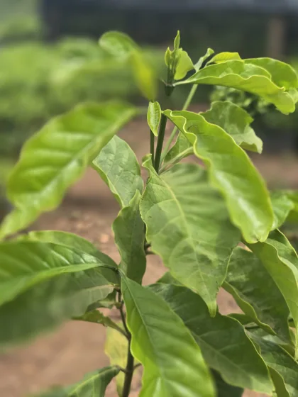 Holding corrugated leaf tree seedling