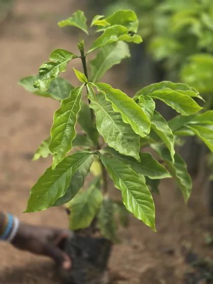 Holding corrugated leaf tree seedling