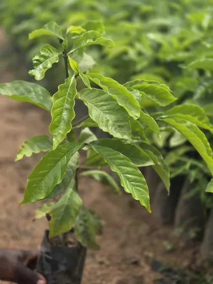 Holding corrugated leaf tree seedling