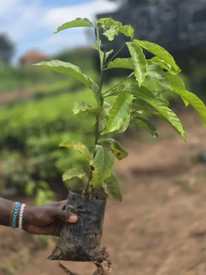 Holding corrugated leaf tree seedling