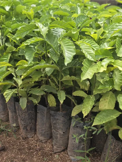 Glossy leaf fruit tree seedlings