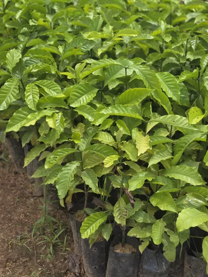Glossy leaf fruit tree seedlings