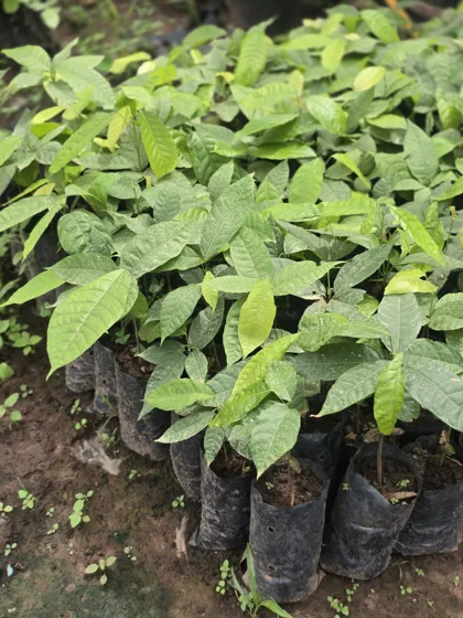 Guava like seedlings in grow bags