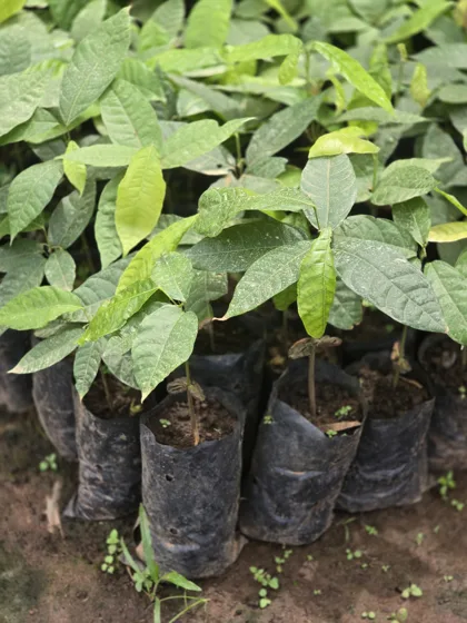 Guava like seedlings in grow bags