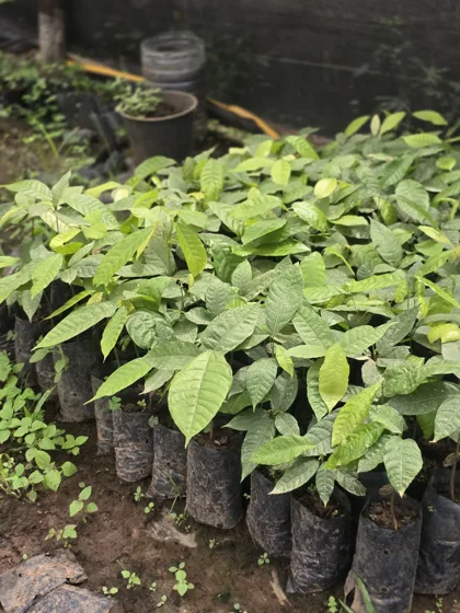 Guava like seedlings in grow bags