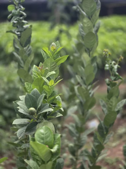 Citrus leaves and branches