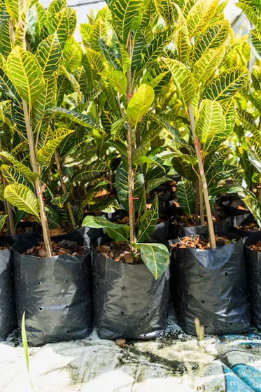 Yellow variegated croton seedlings