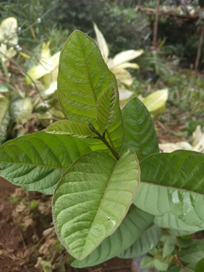 Broad ribbed leaf tree seedling